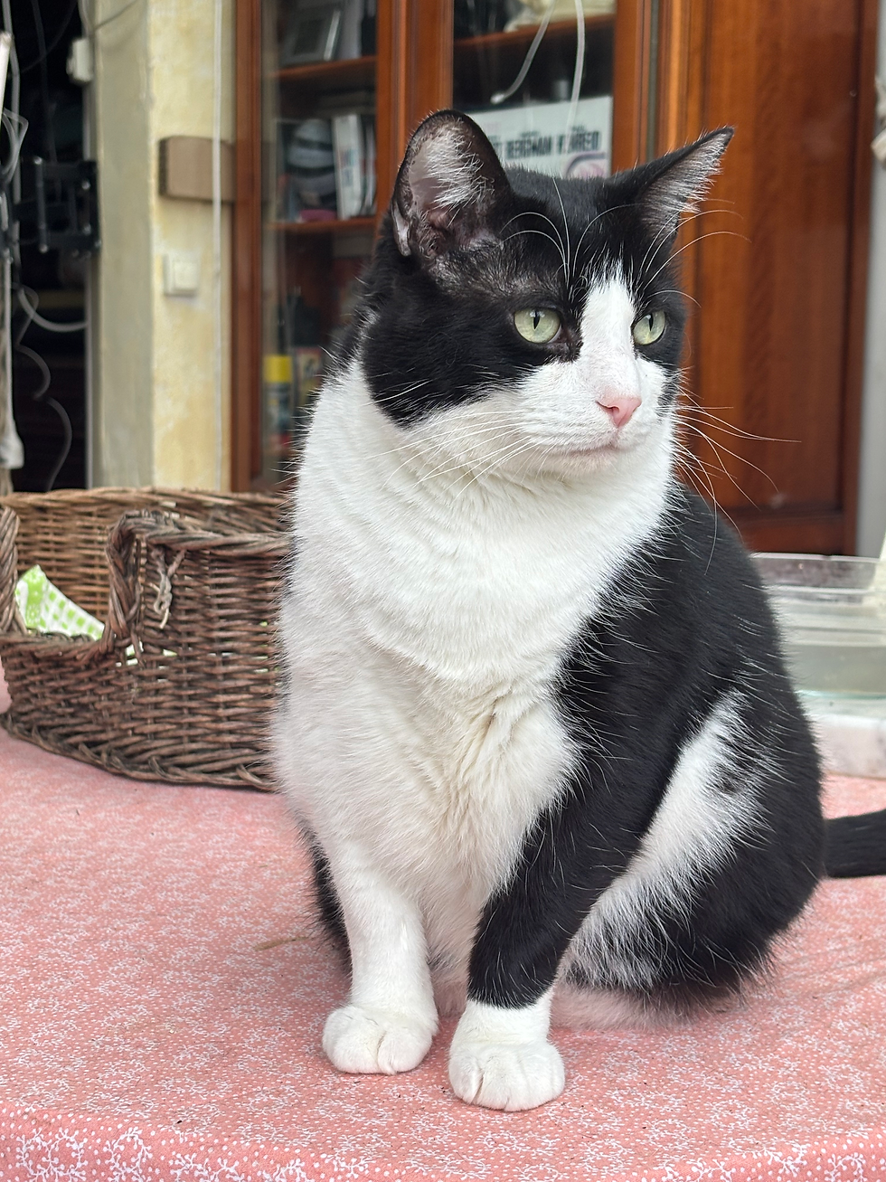 Miniature : Agamemnon (dit Boubou)