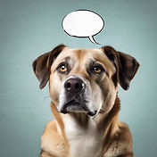 dog looking straight ahead that is think