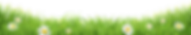 stagg only daisy grass-01 (1).png