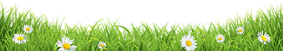 stagg only daisy grass-01.png