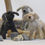 Thumbnail: Dogs  (sold individually)
