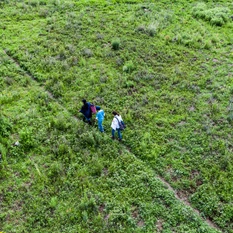 Entre las veredas de la milpa