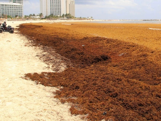 The Sargassum Crisis in the Caribbean: San Blas Beaches Stay Clear All Year
