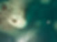 Waisaladup Green island 1.JPG