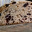 Thumbnail: Cranberry Macadamia Sourdough 400g