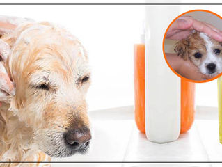 Pet Lover’s Deodorant Dog Shampoo erased the disgusting smell of pups