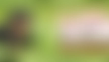 Royal Canin Rottweiler Adult 3kg dry dog food best health maintenance for giant pooch