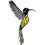 Thumbnail: humming bird