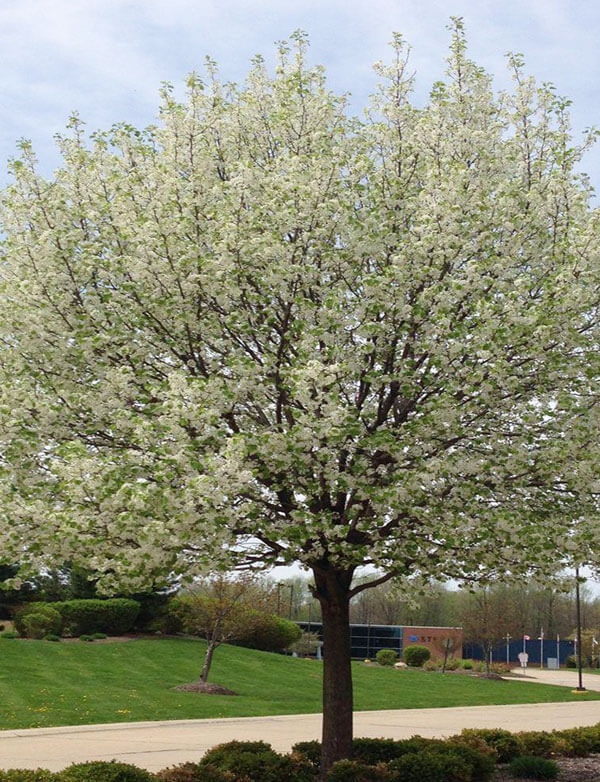 harvest gold crabapple tree