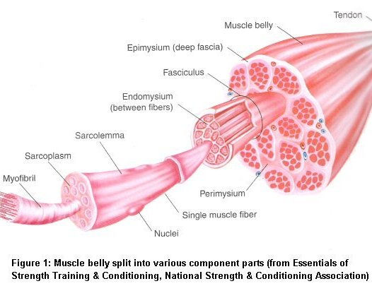 anatomical drawing of muscle fibers merging together to form a muscle. Between each fiber, bundle, and around the muscle is fascia.