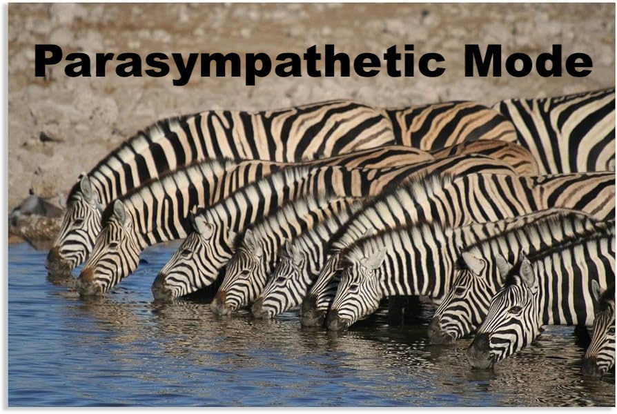 A herd of zebras drinking at a watering hole, labeled "parasympathetic mode"