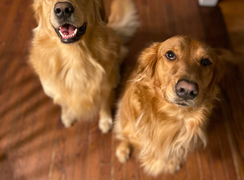 Rosie and Rusty.jpeg