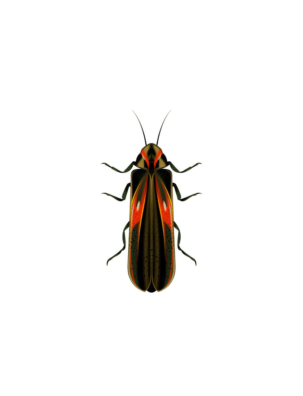 chrysalis-26.jpg