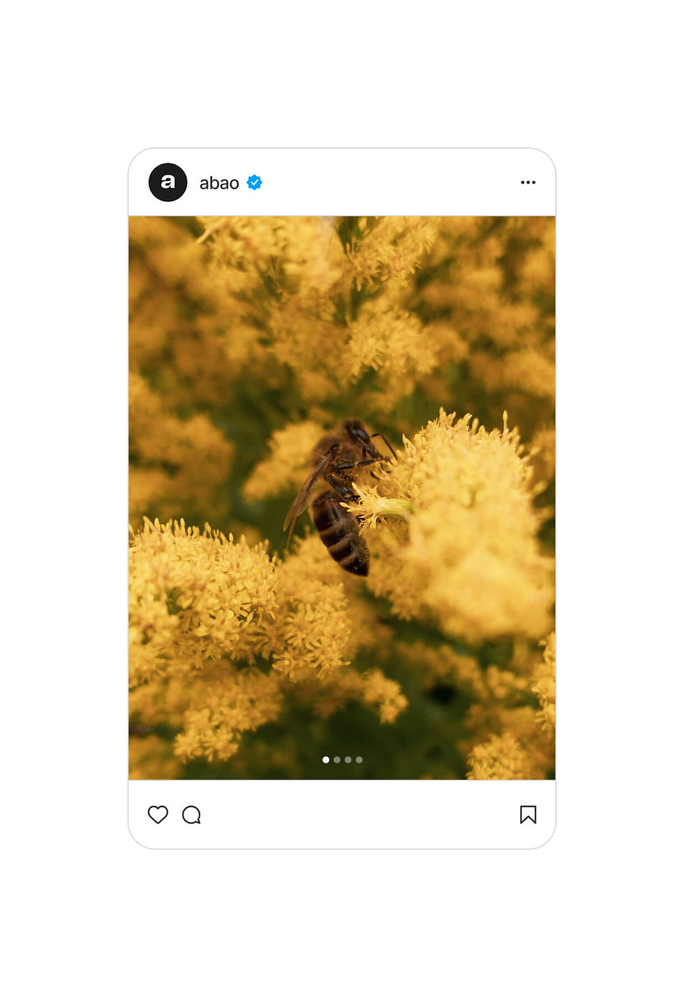 abao-21.jpg