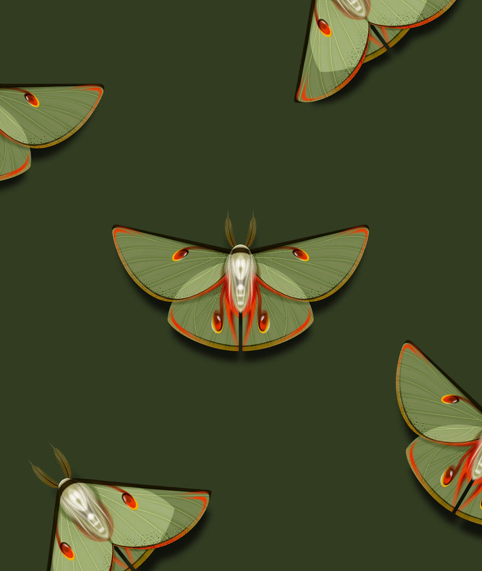 chrysalis-18.jpg
