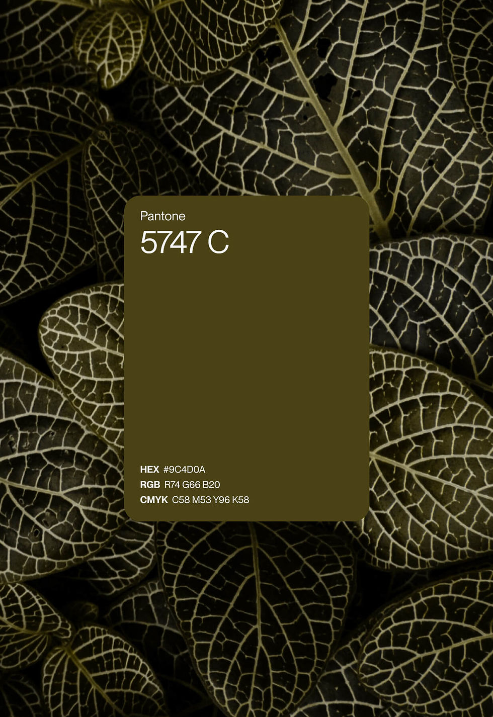 abao-13.jpg