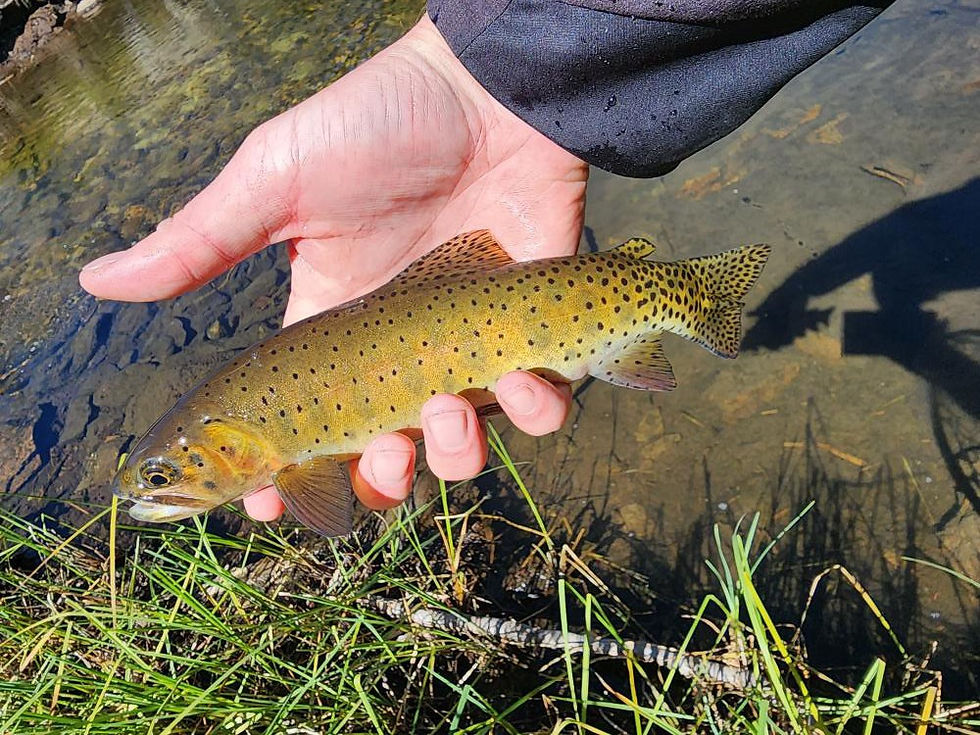 Estes Park Fishing Report 9/26/2023