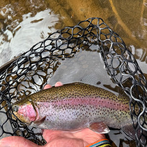 Estes Park Fishing Report – February 2026