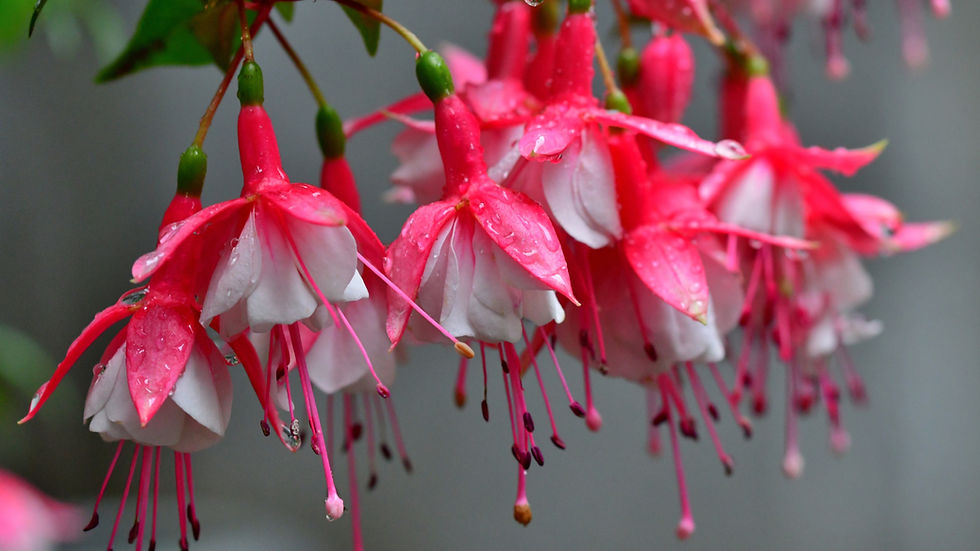 Fuchsia flowers
