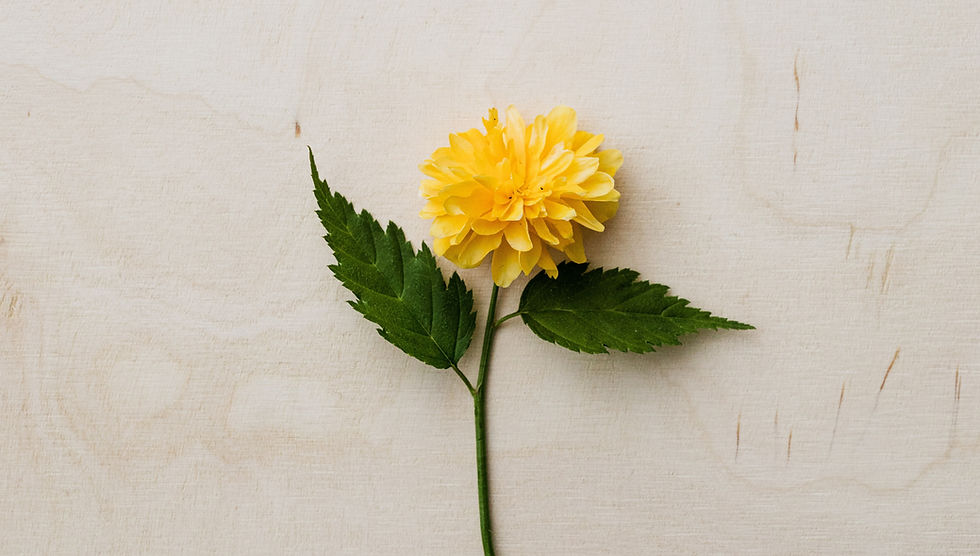 Simple art prompt of a flower