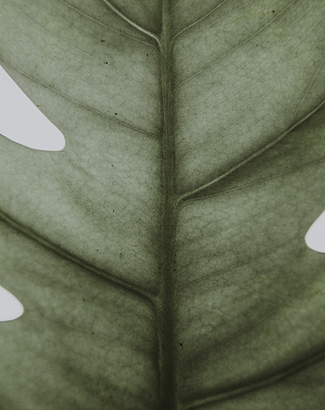 Closeup of Leaf