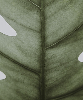 Closeup of Leaf