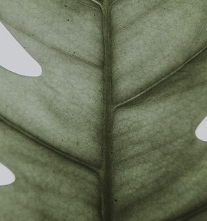 Leaf Closeup