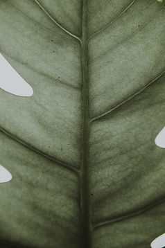 Closeup of Leaf