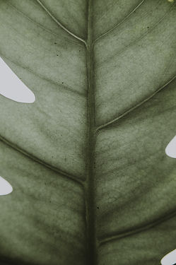 Primer plano de la hoja