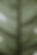 Leaf Background Nature Photography