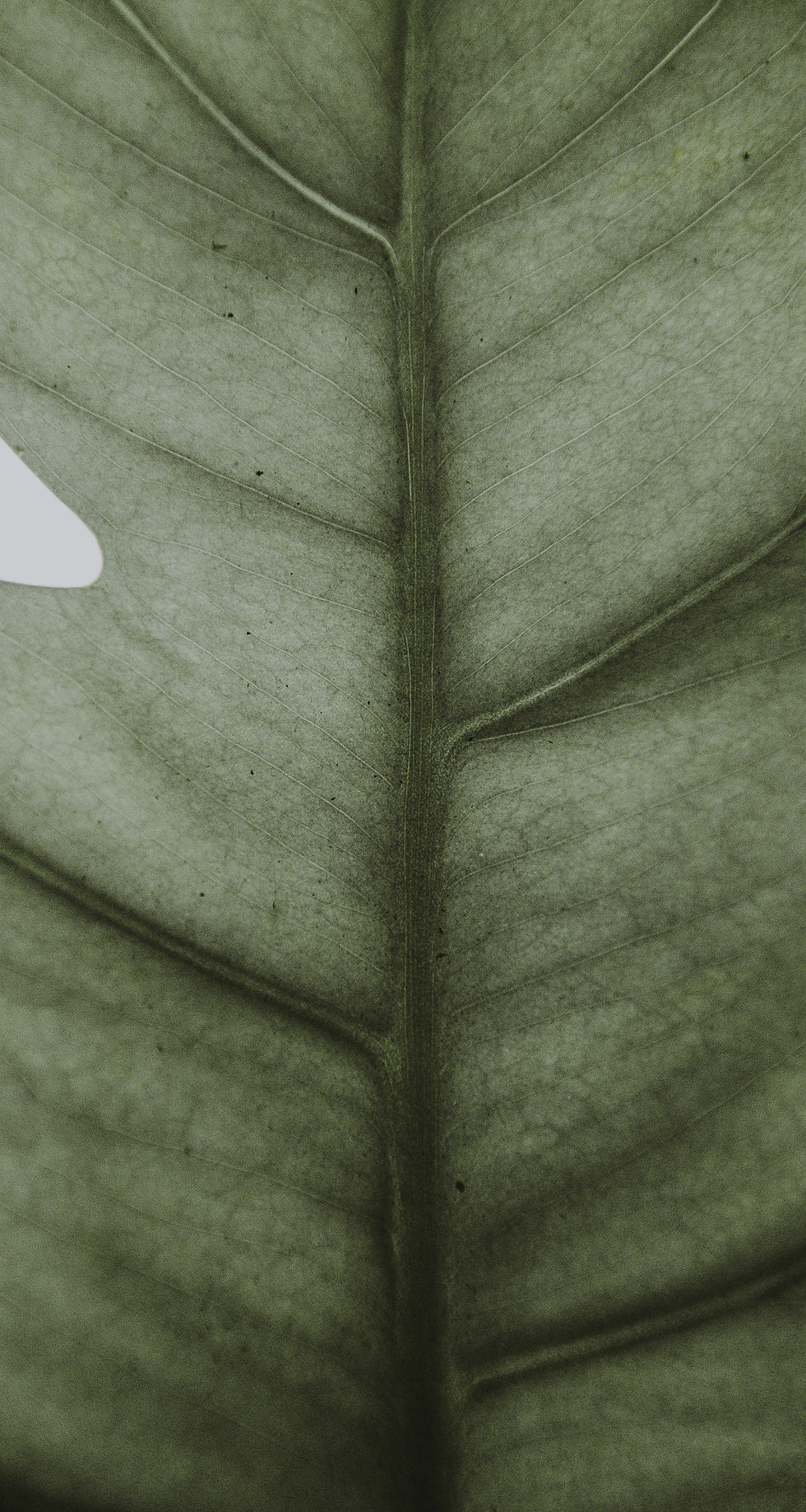 Closeup of Leaf