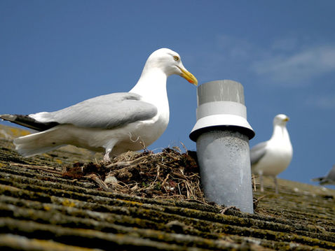 Seagull Nesting on Coastal Properties | What Homeowners Need to Know