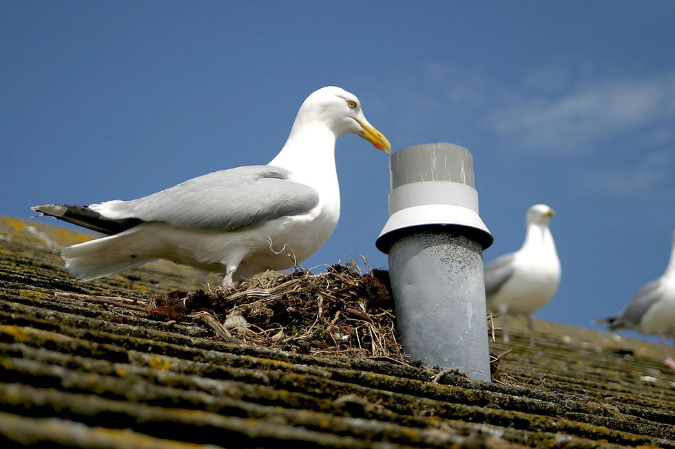 Seagull Nesting on Coastal Properties | What Homeowners Need to Know