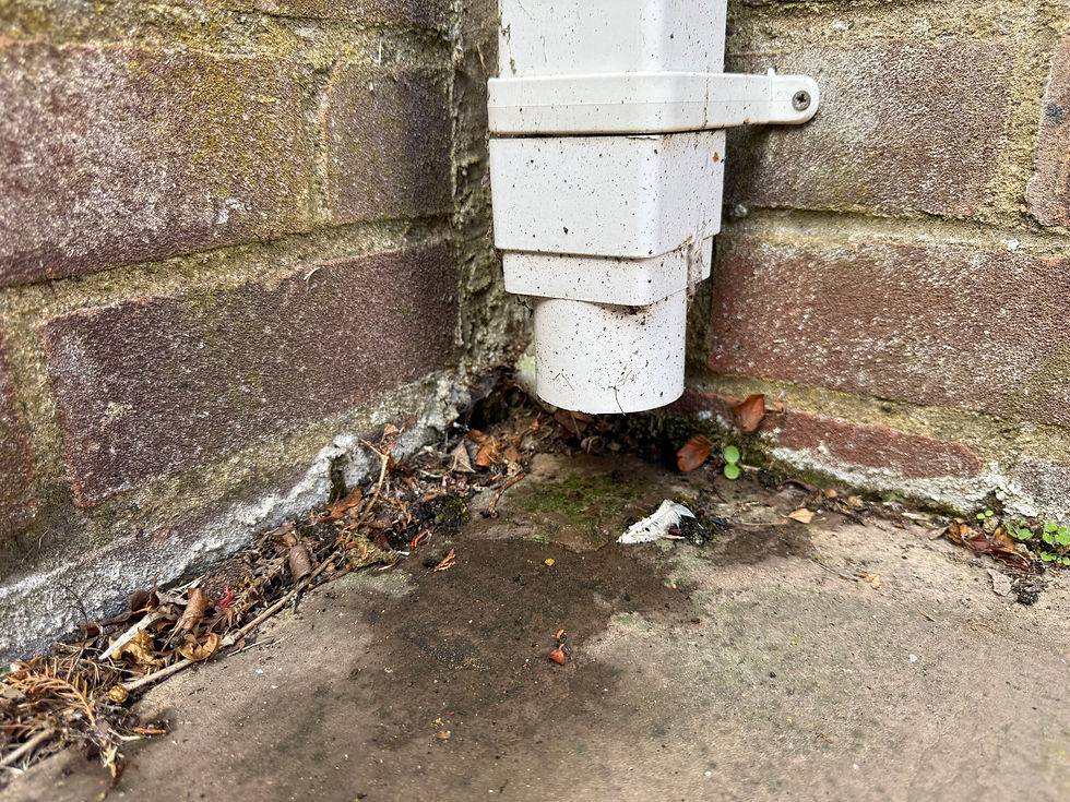 White drainpipe down a mossy stone wall corner, with damp pavement and scattered leaves below.