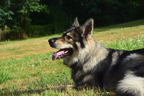 Old Winter des Gardiens des Fagnes / Elevage le Clan des A.S.