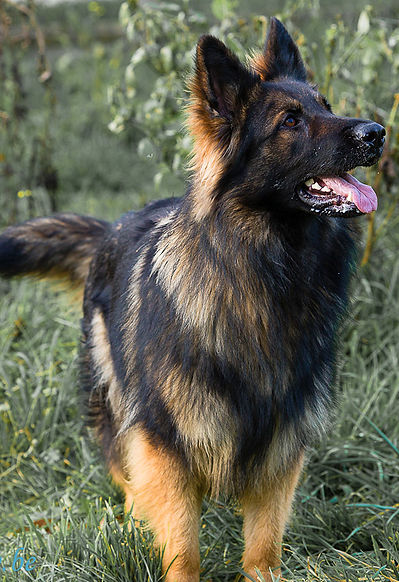 Elevage le Clan des A.S. Altdeutsche Schaferhunde Shilam