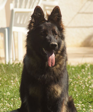 Le Clan des AS- Altdeutscher Schaferhund -Chelsea - Fauve charbonné