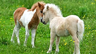 Falabella Horses.jpg