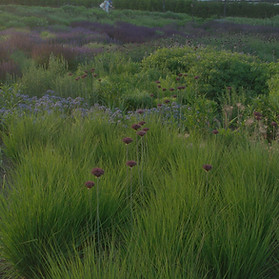 Photo by Daniel X. O'Neil_pic edited_naturalistic landscape design-Piet Oudolf_Lurie Garden in Chicago USA