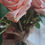 Thumbnail: Peach Blush Bouquet
