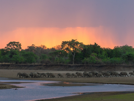 Lens of the Wild: A Photographic Journey in South Luangwa