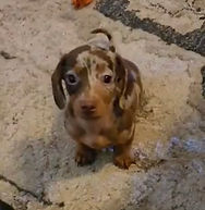 Tootsie