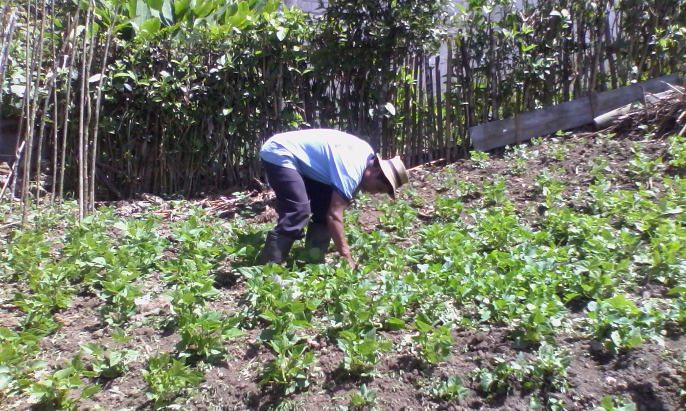 Agriculture