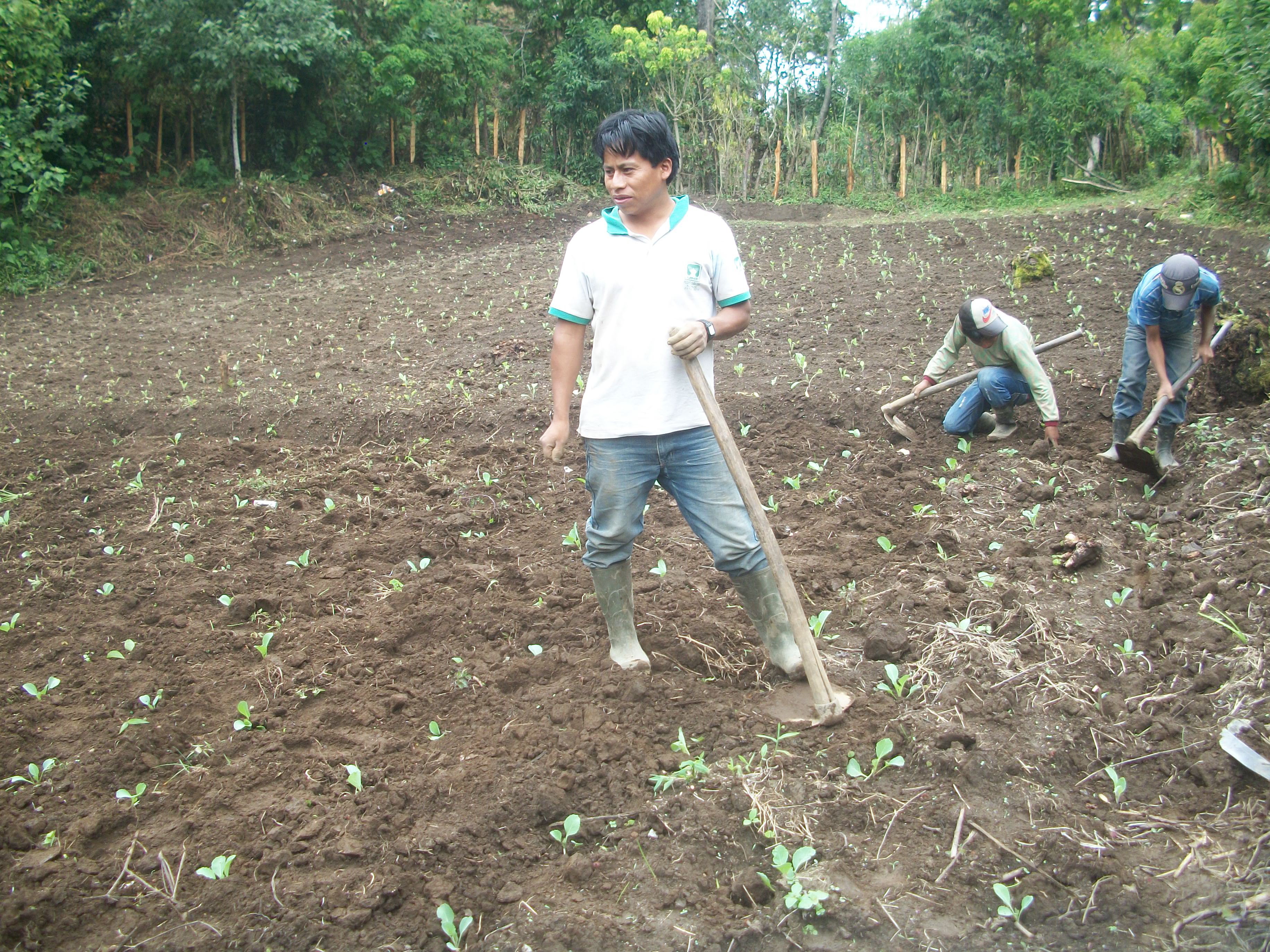 Maya Ixil agriculture
