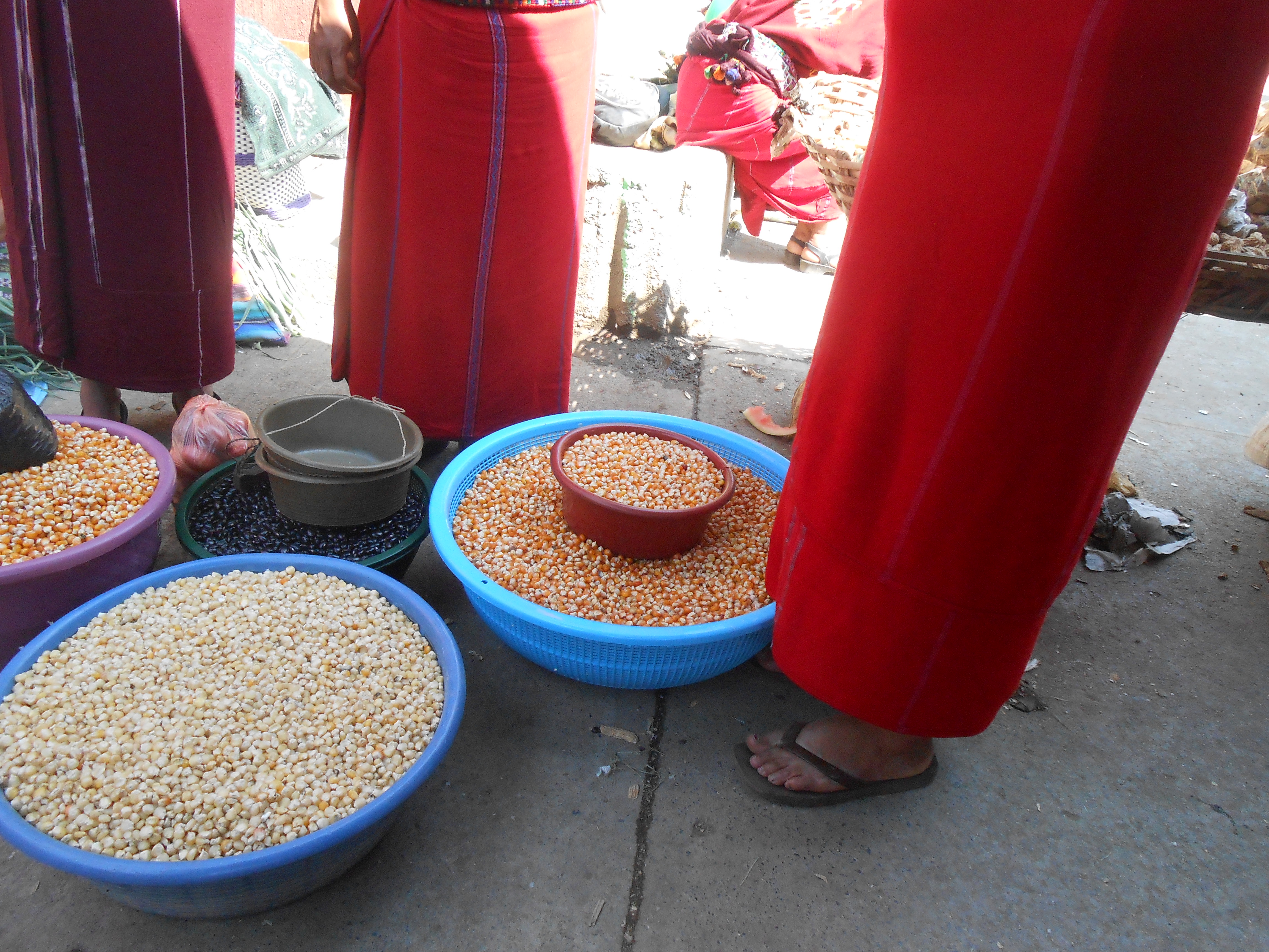 Maya Ixil Agriculture