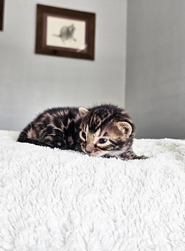 bengal kittens for sale