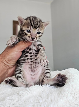 bengal cats austin