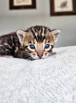 bengal kittens for sale austin
