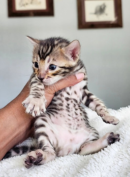 bengal kittens for sale