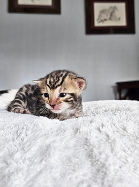 bengal kittens for sale austin